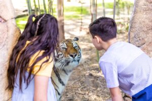 Dreamworld Tiger Island